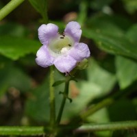 Strobilanthes lupulina Nees